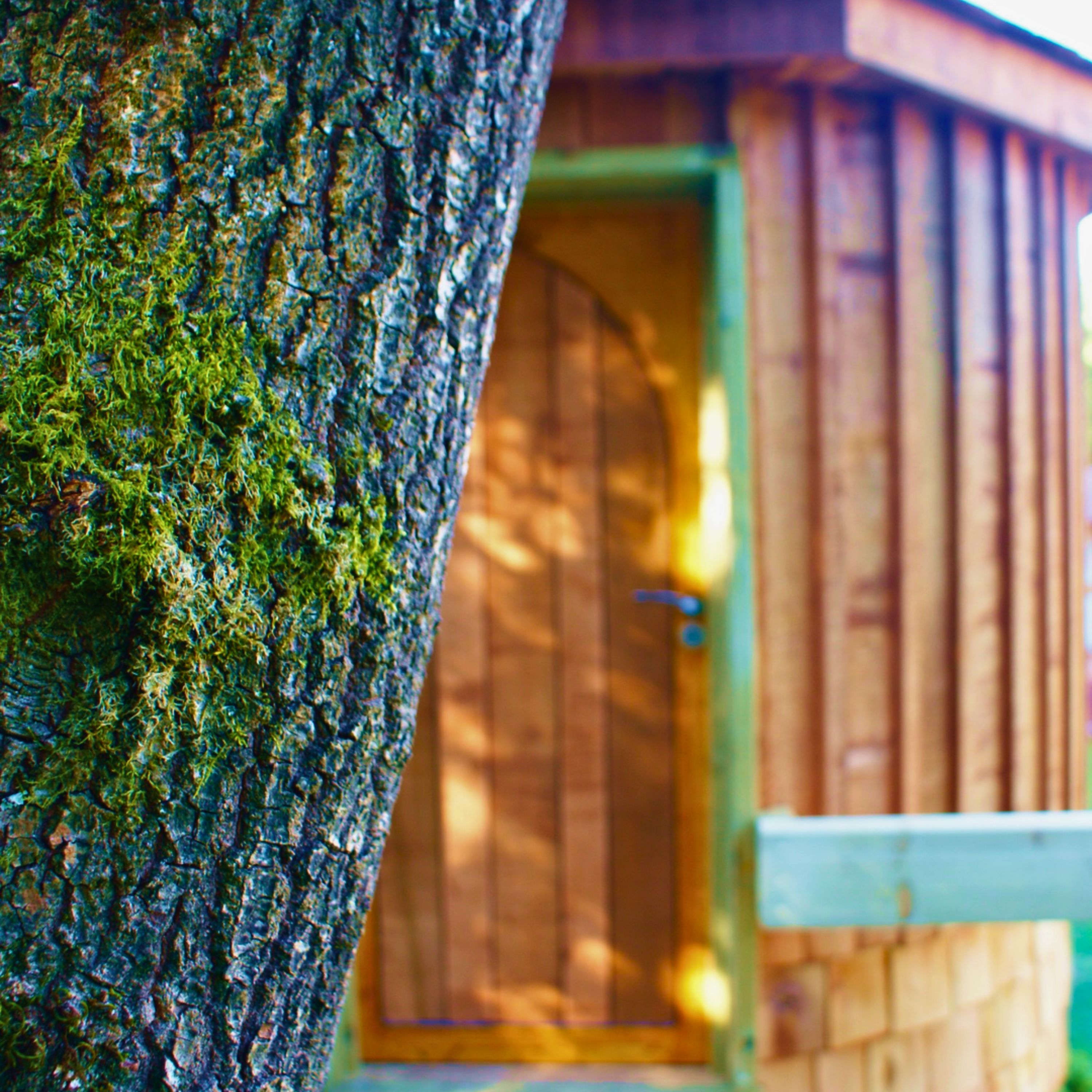 Treehouse Life HQ - A Life of Adventure