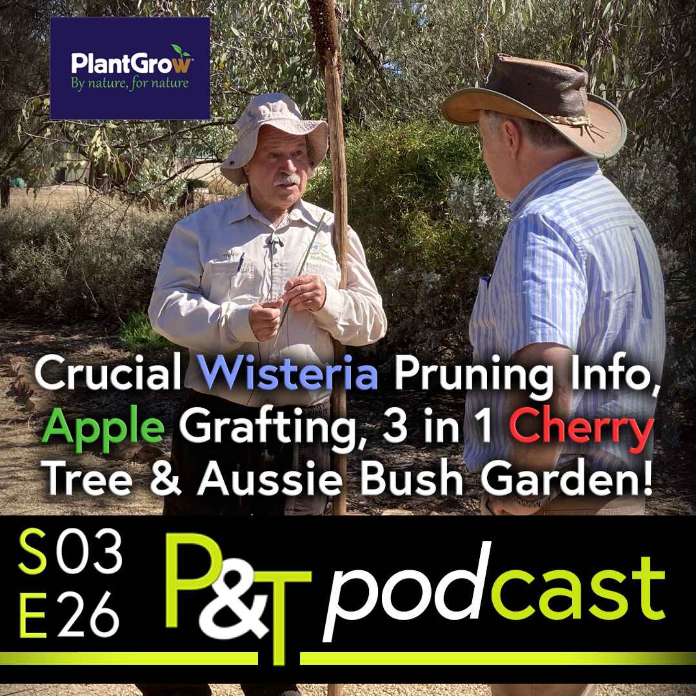Crucial Wisteria Pruning Info, Apple Grafting Tips, 3 in 1 Cherry Tree Question Answered & Aussie Bush Garden!