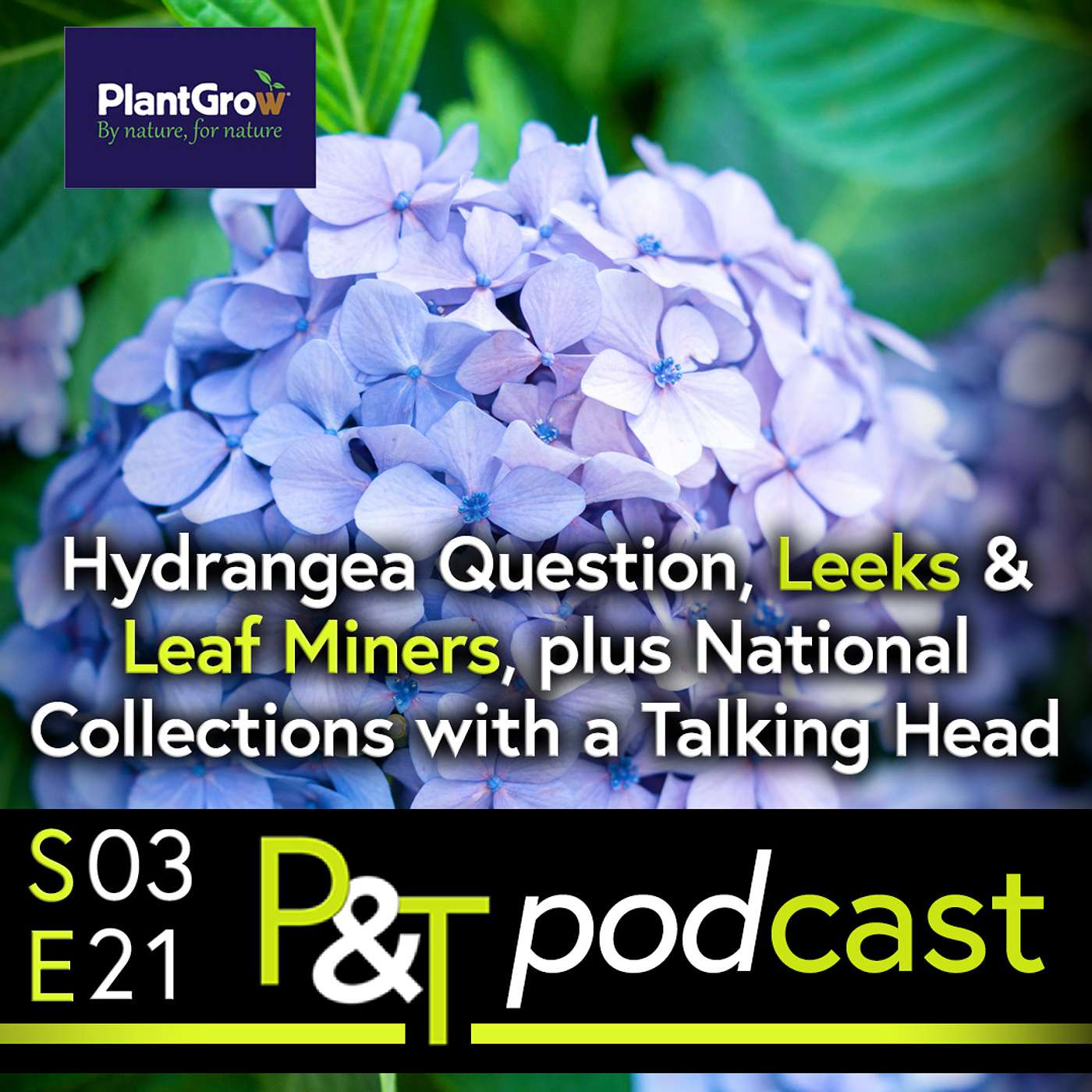 Hydrangea Question, Leaf Miners & Leeks & Talking Plant Heritage & National Collections with a Talking Head episode artwork