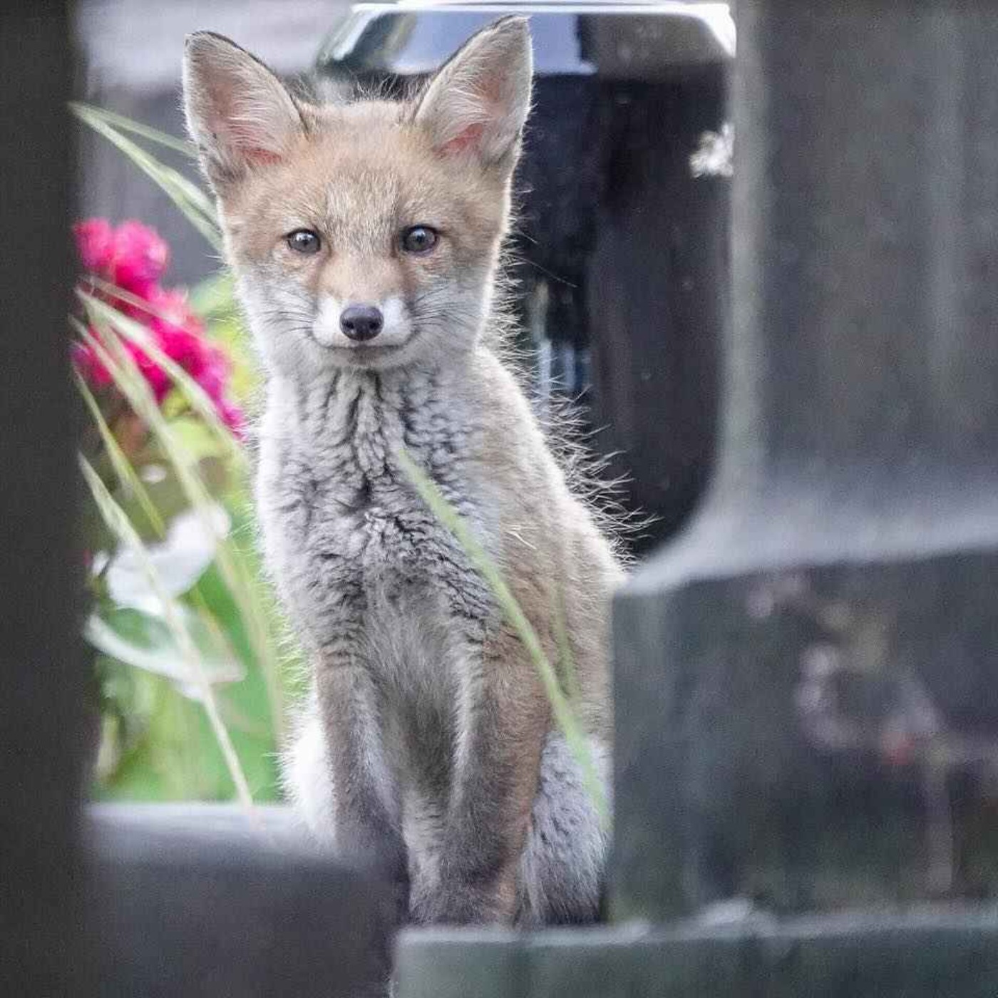 Des renards bien vivants au cimetière du Père Lachaise episode artwork