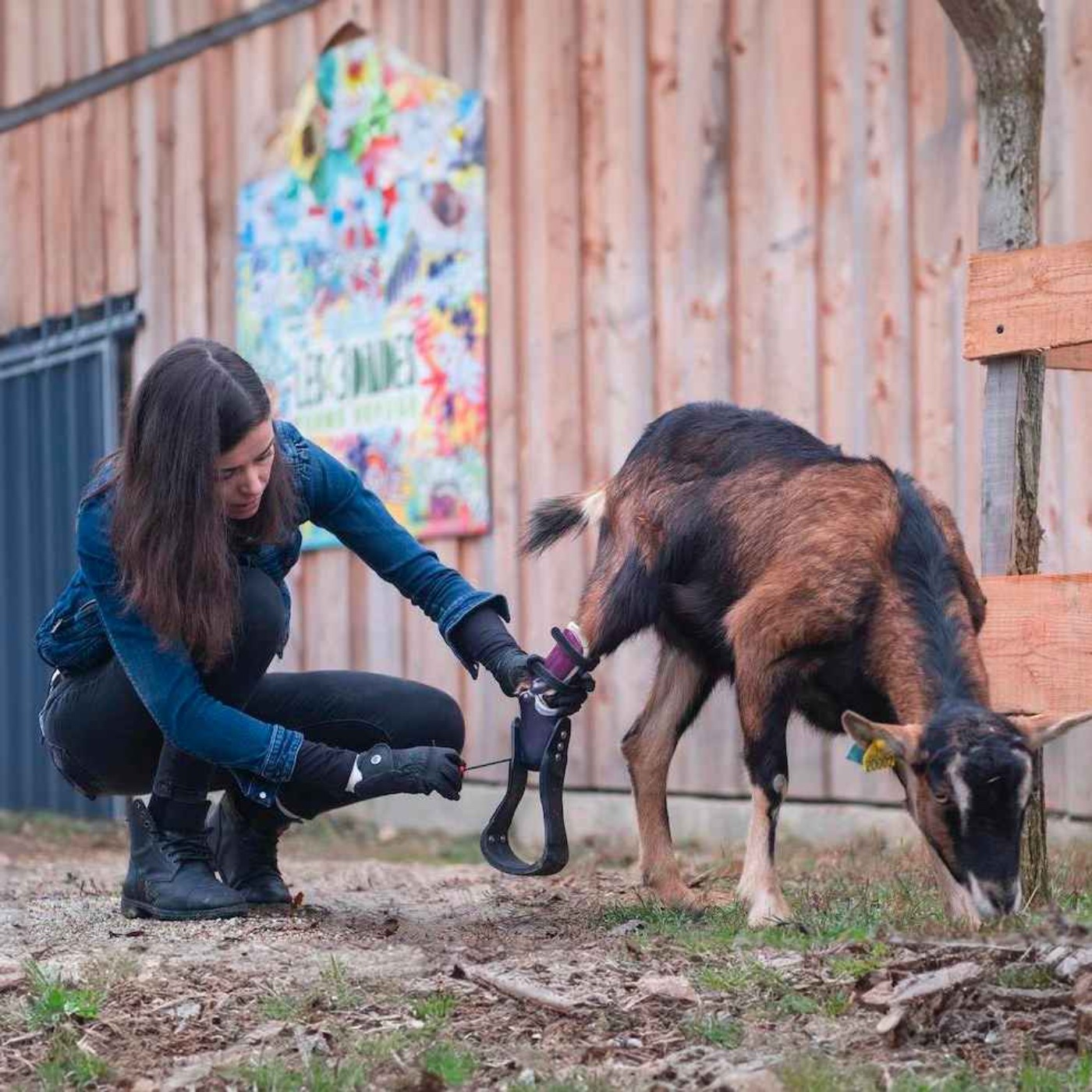 Cette orthoprothésiste aide les animaux handicapés episode artwork