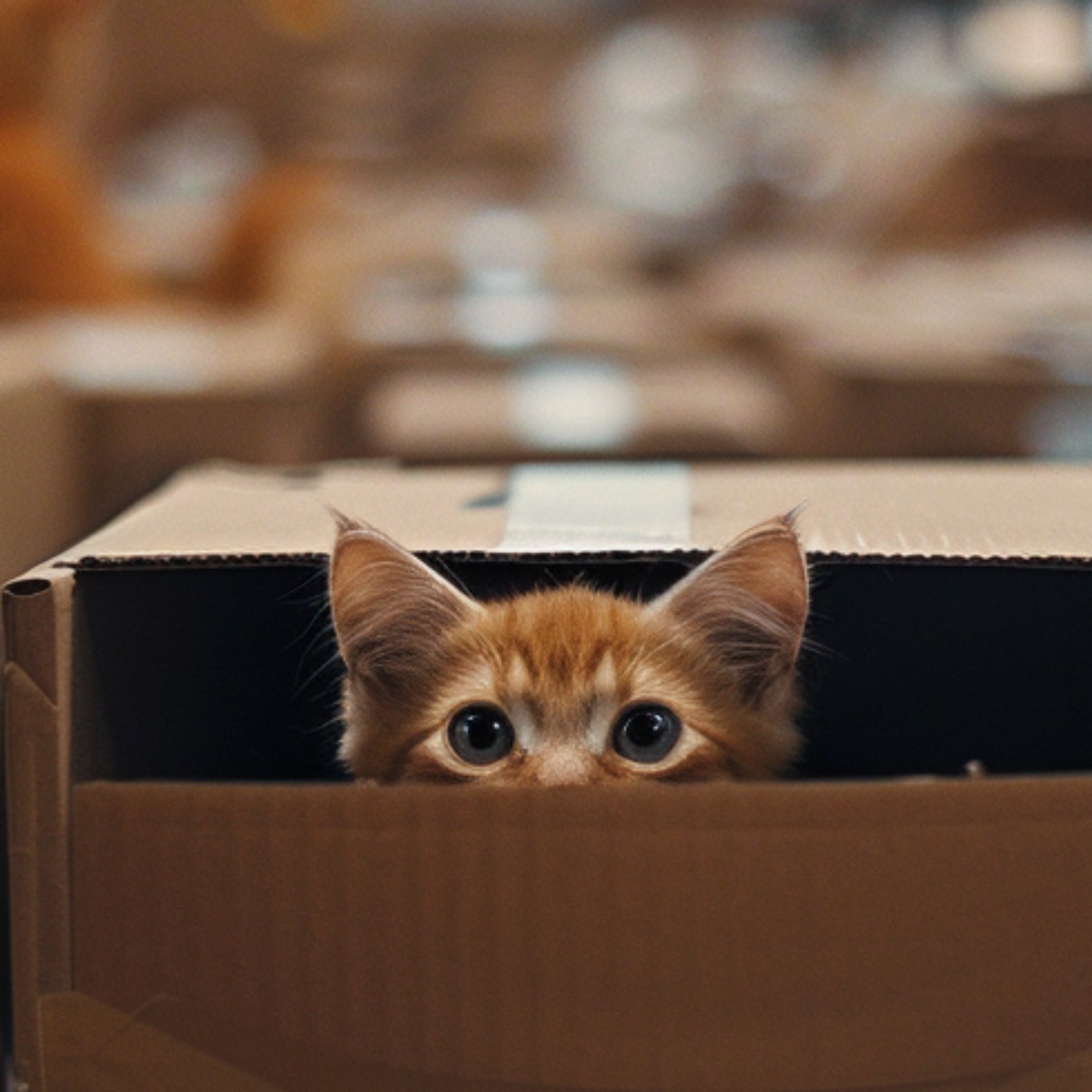 Une chatte expédiée par erreur…dans un colis Amazon ! episode artwork