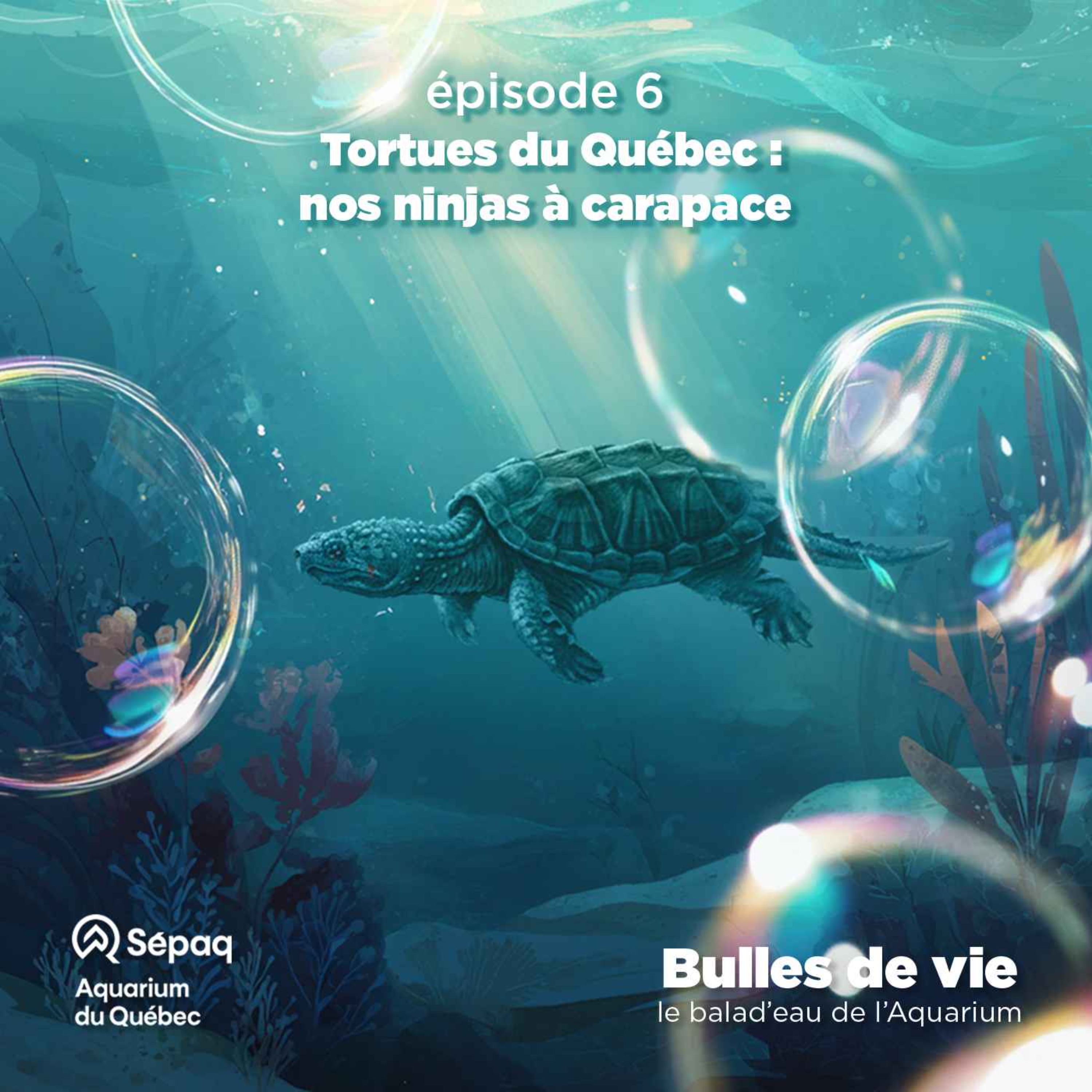 Épisode 6 - Tortues du Québec : nos ninjas à carapace episode artwork