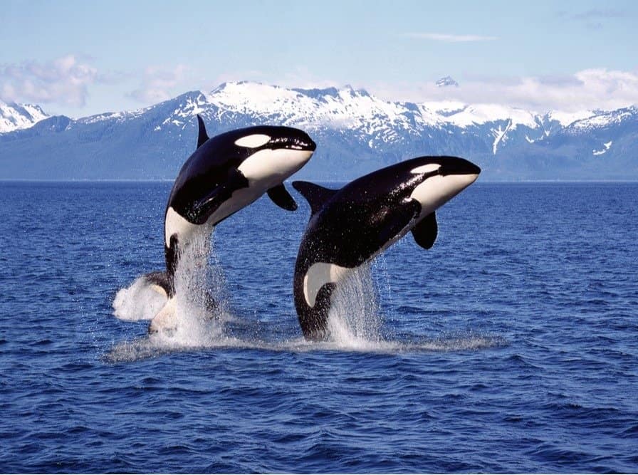 E189: Orcas episode artwork