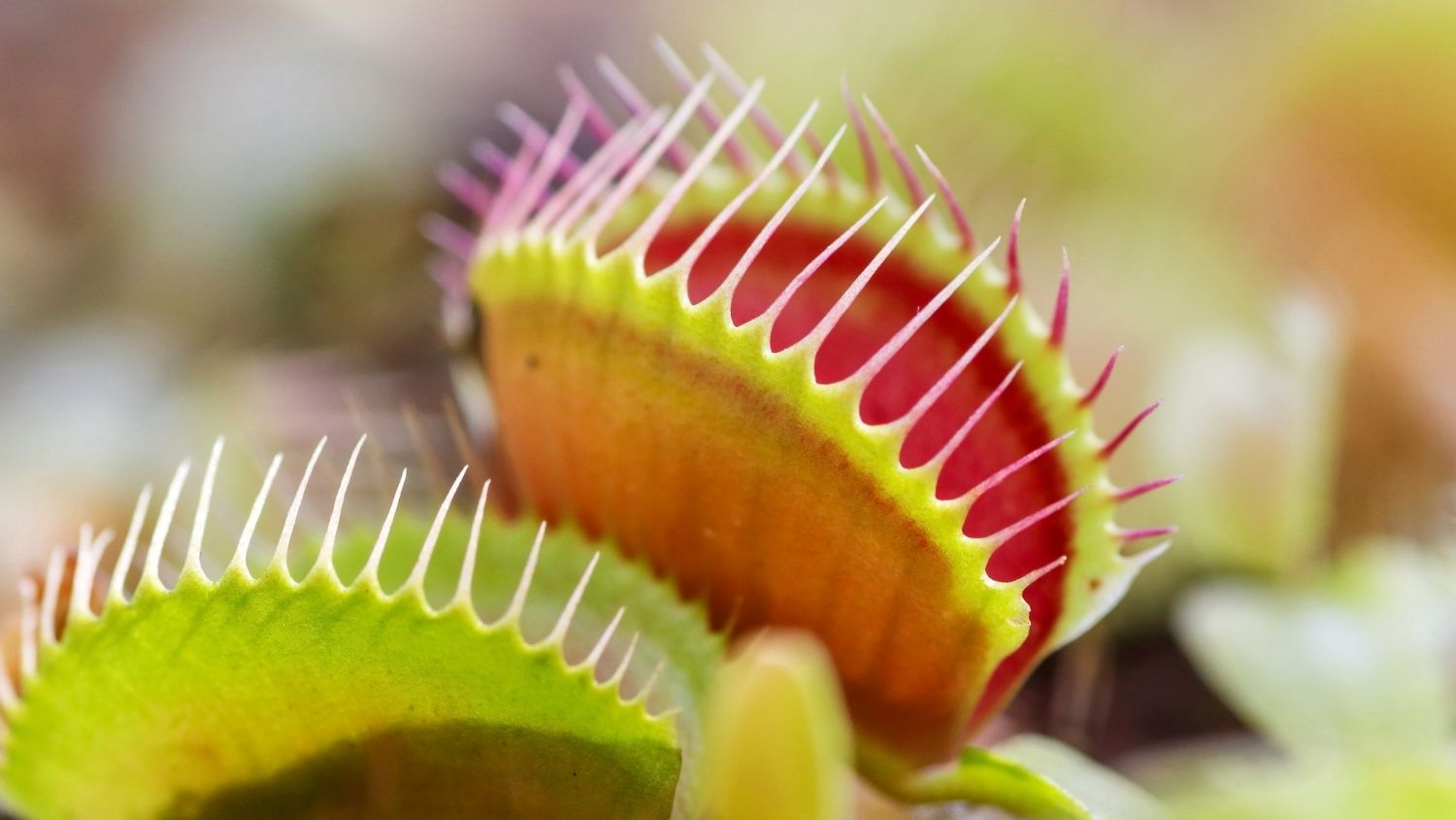 E179: The Venus Flytrap episode artwork
