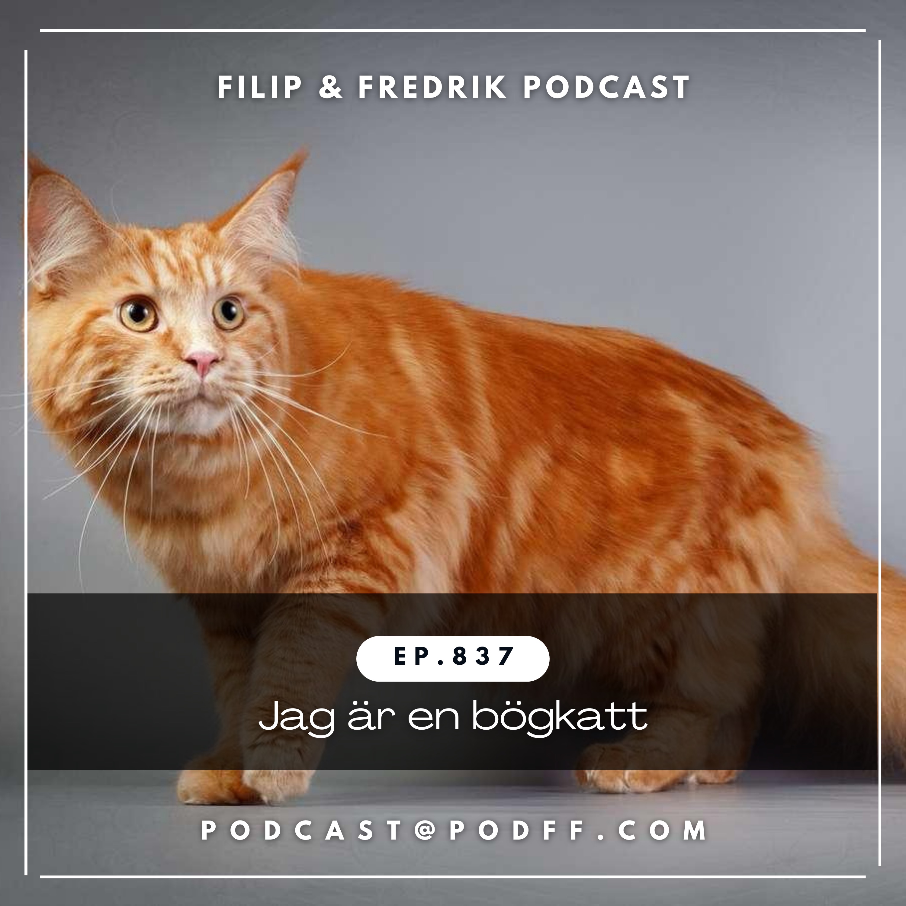 837. Jag &auml;r en b&ouml;gkatt
