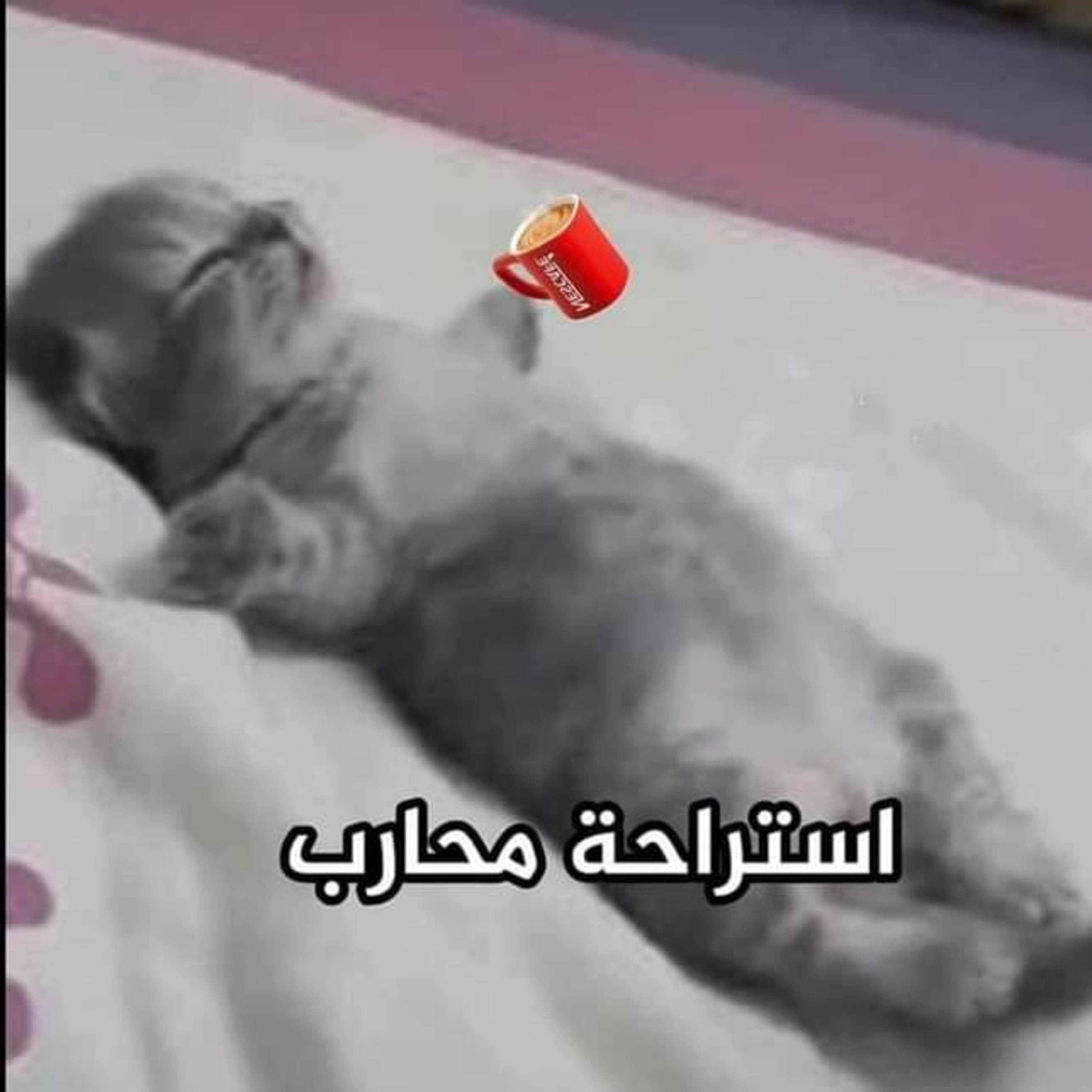 استراحة محارب بائت ب الفشل episode artwork