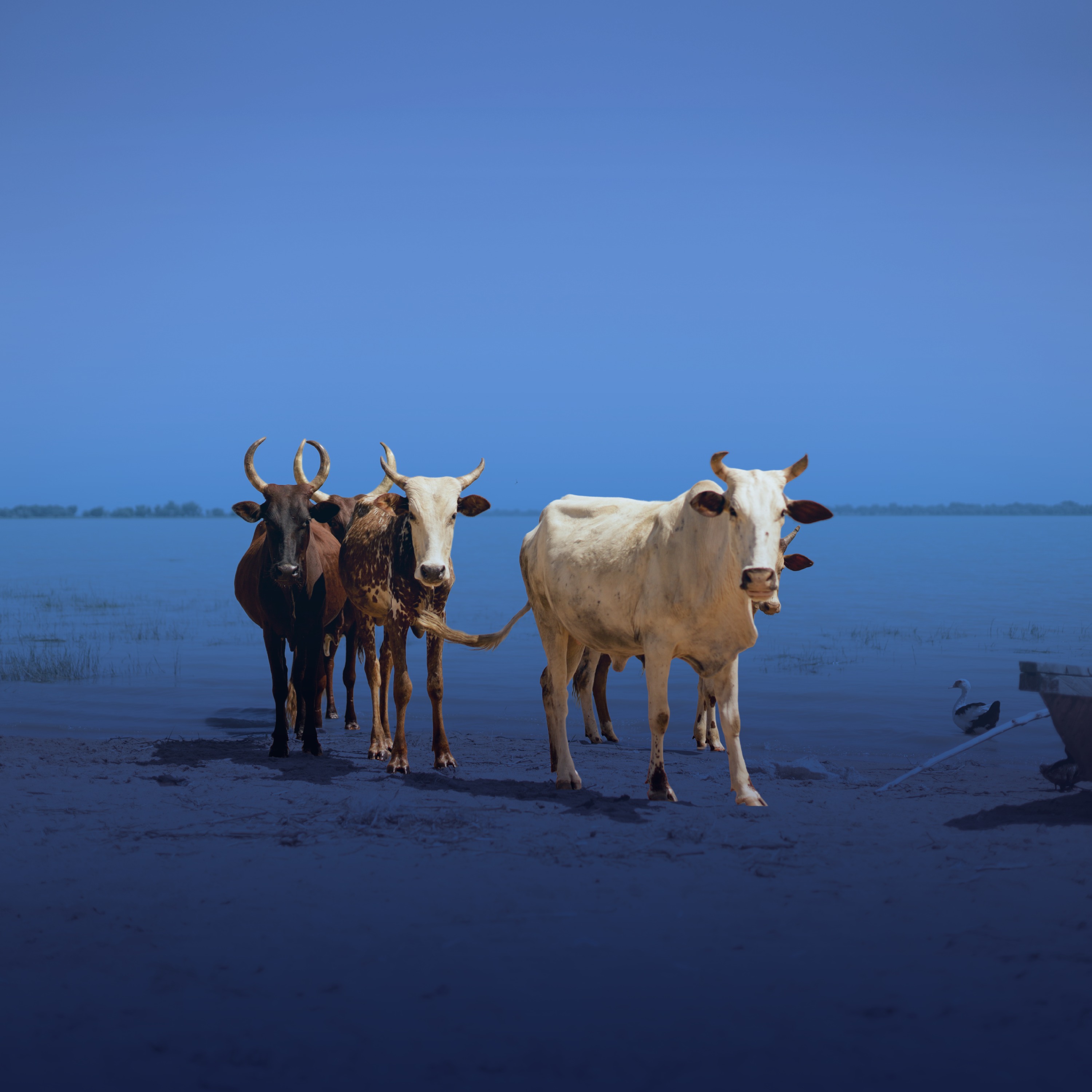Protecting the Lake Chad Basin Through International Cooperation