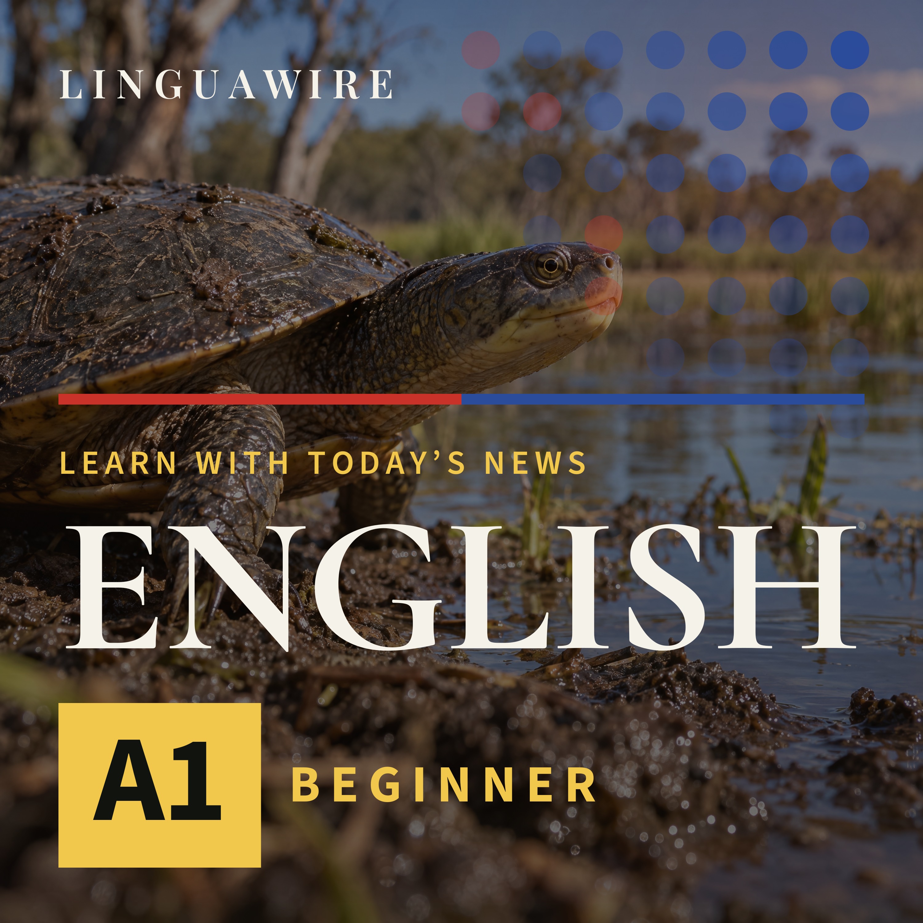 A1 English News | Turtle Eggs Bring New Life to Australian Wetlands