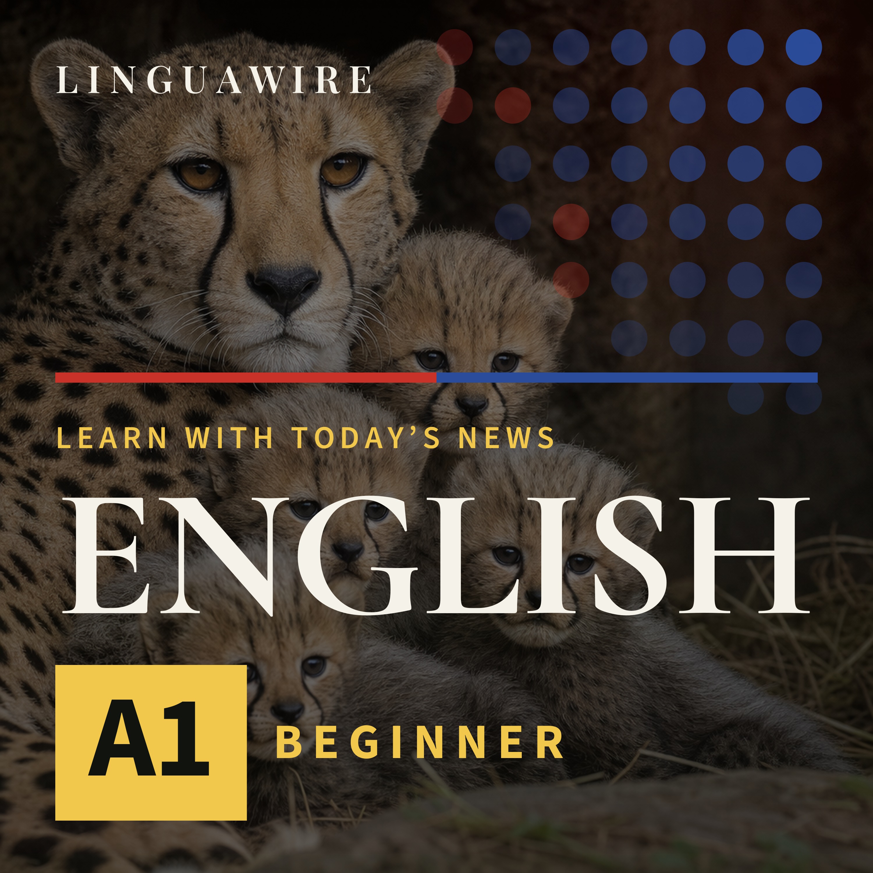 A1 English News | How Five Cheetah Cubs Survived a Difficult Start episode artwork