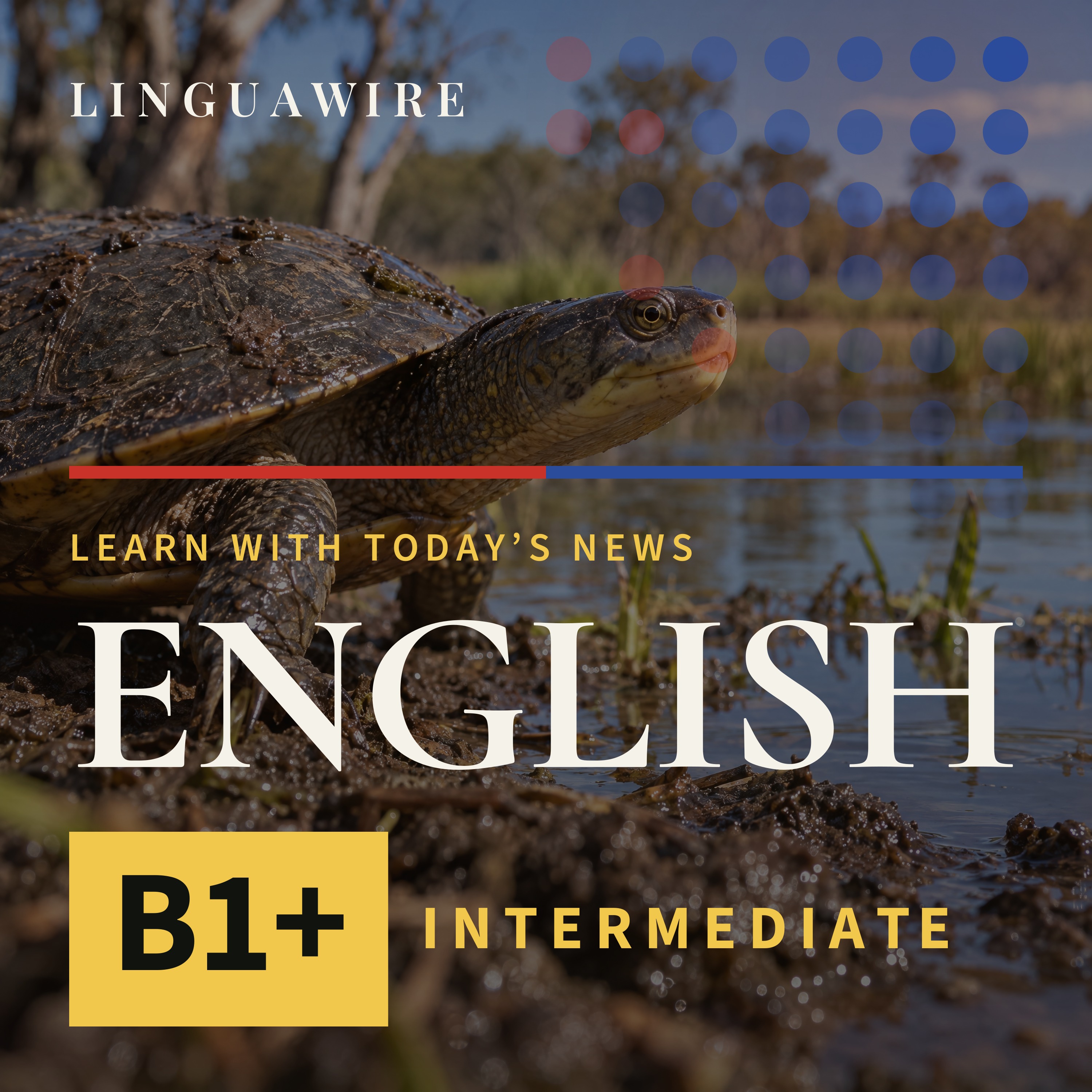 B1 English News | Turtle Eggs Bring New Life to Australian Wetlands episode artwork
