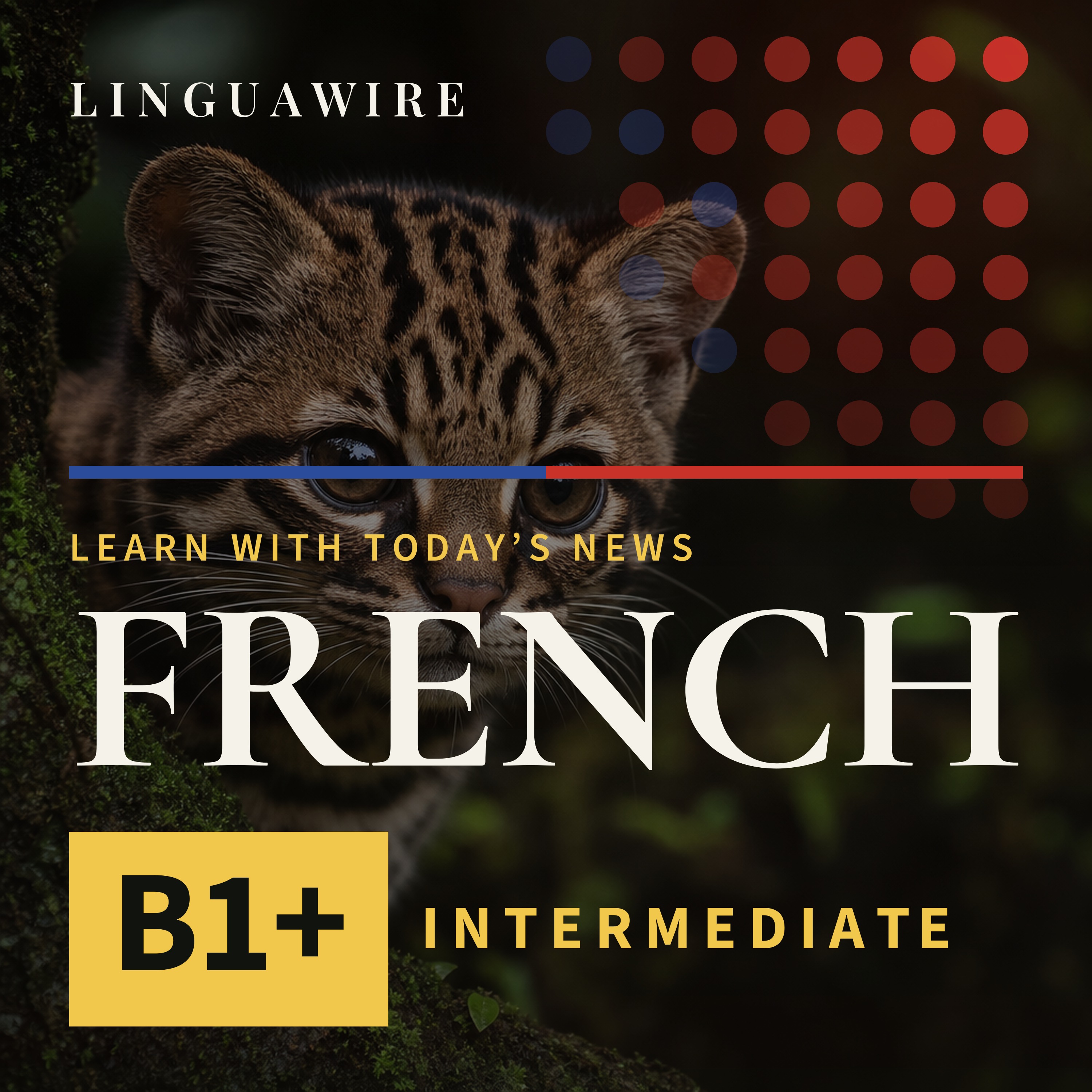 B1 French News | New Cat Species Found After 100 Years