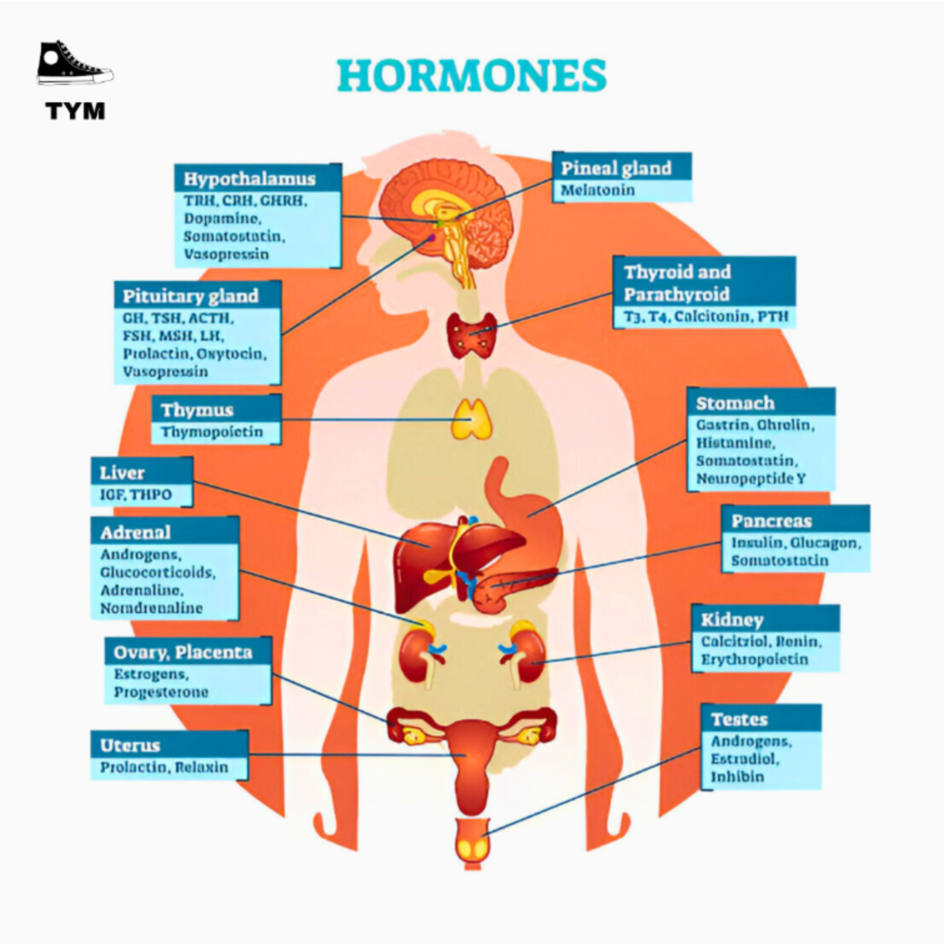 Master Your Hormones (Audiobook) | हार्मोंस नियंत्रित करें, जीवन में तनाव मिटाए | Book Summary Hindi episode artwork