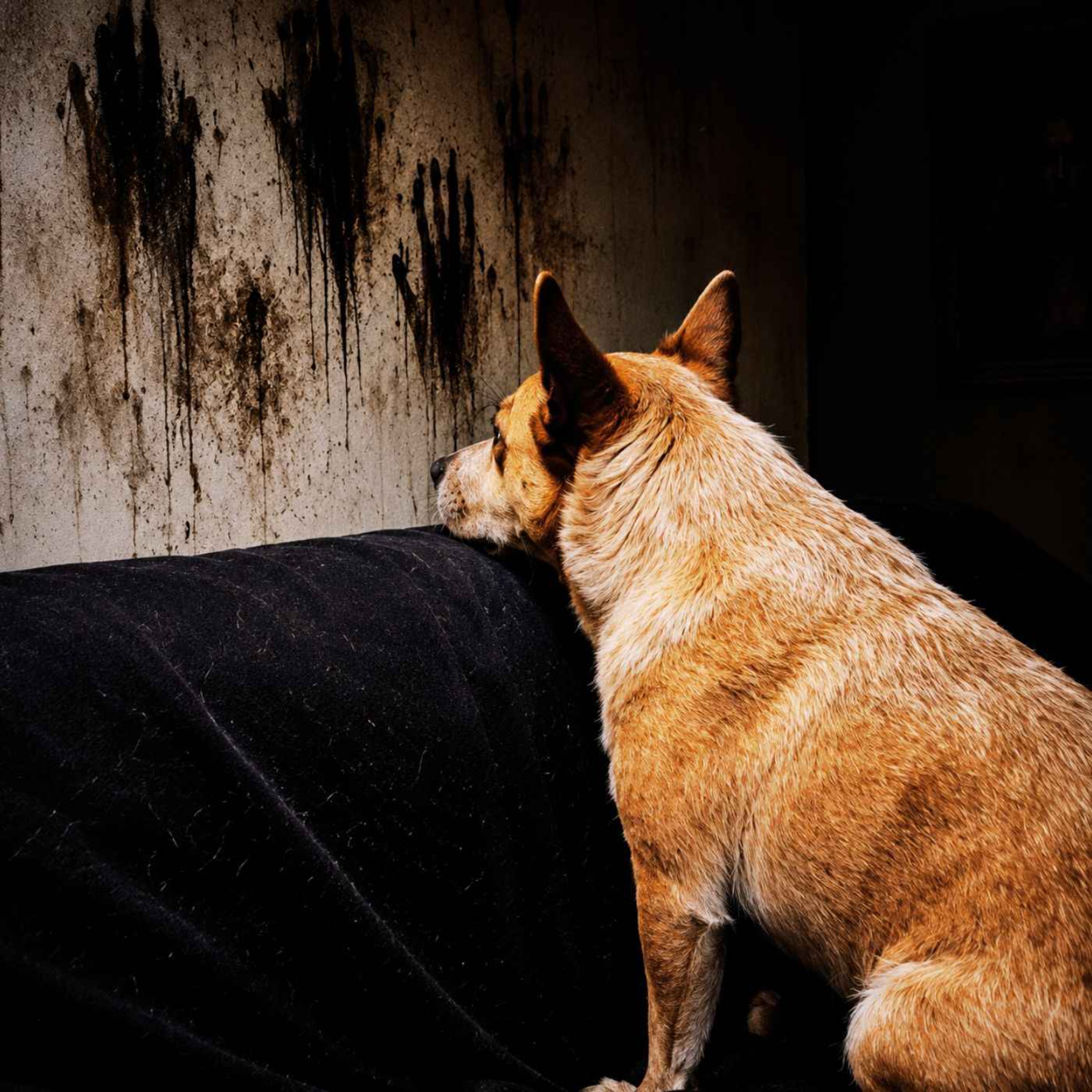 MI PERRO LE LADRA A LA PARED | 3 Historias REALES de Terror