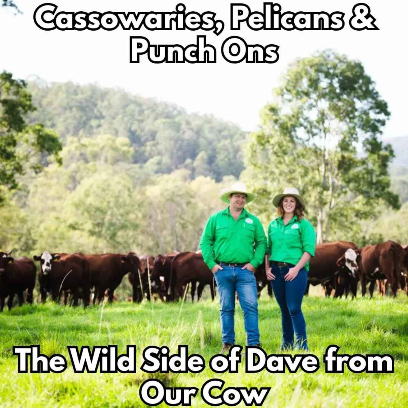 Cassowaries, Pelicans & Punch Ons – The Wild Side of Dave from Our Cow episode artwork