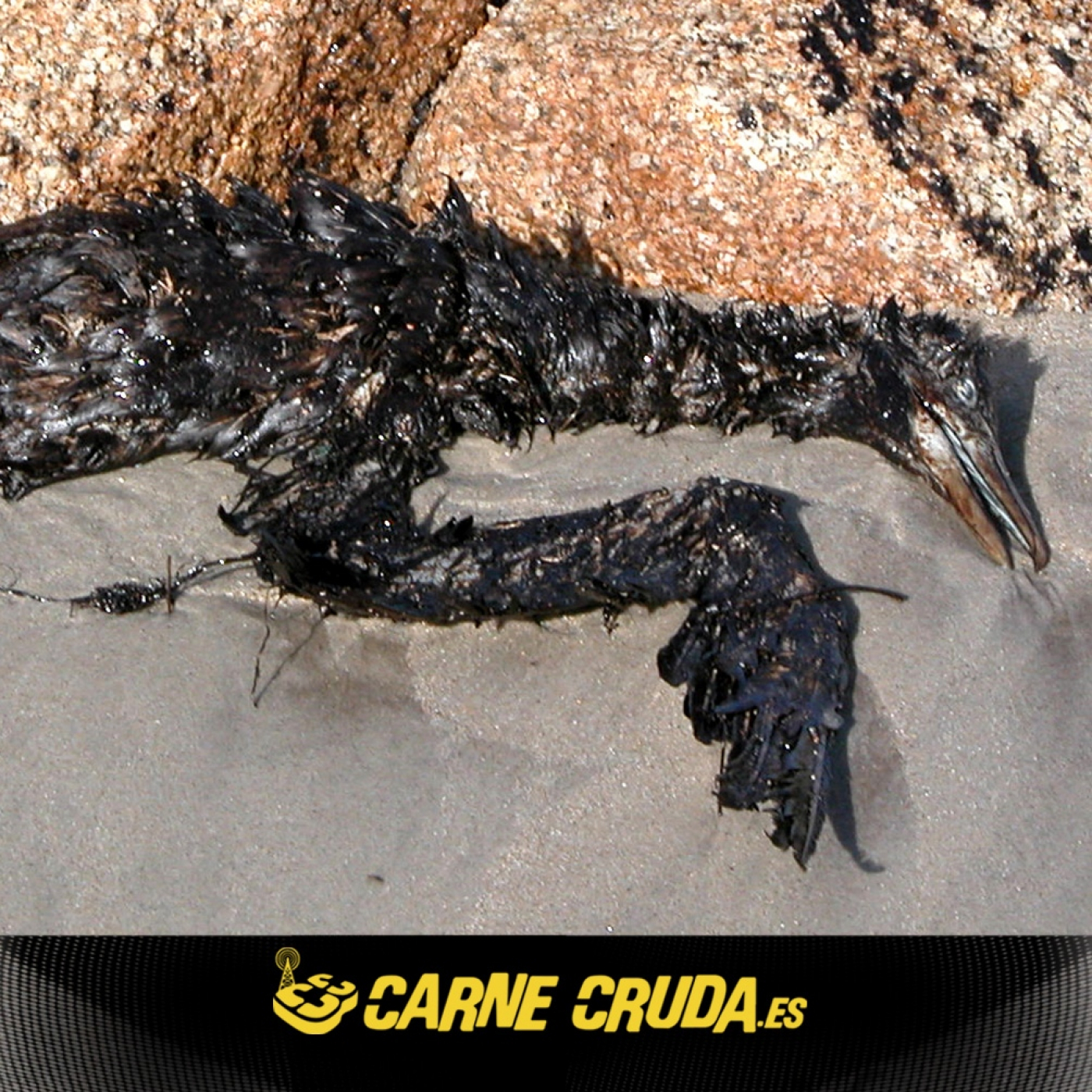 Portada de Carne Cruda - PROGRAMAS