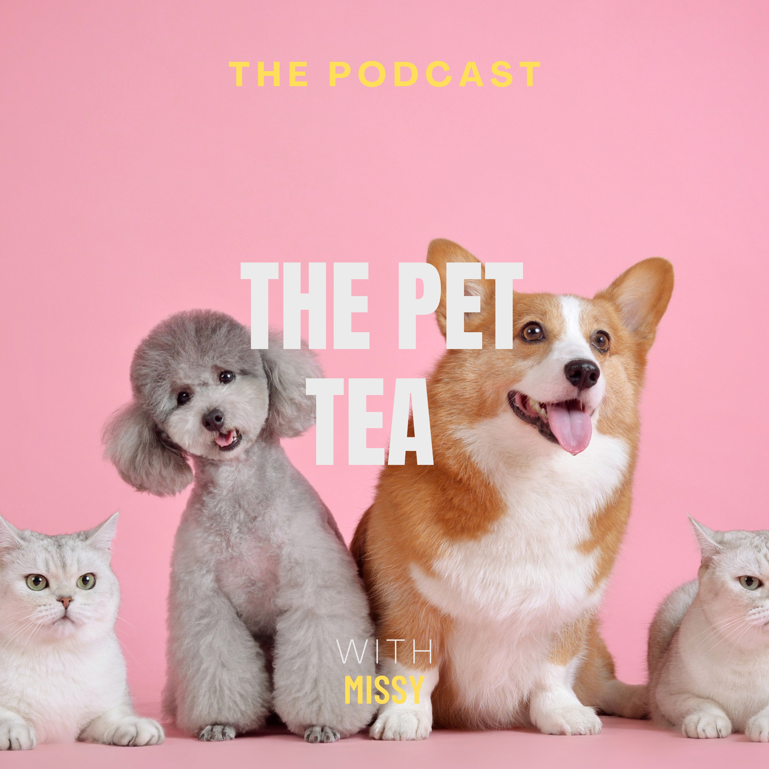 My Dog Hates Grooming! NOW WHAT?!?! episode artwork