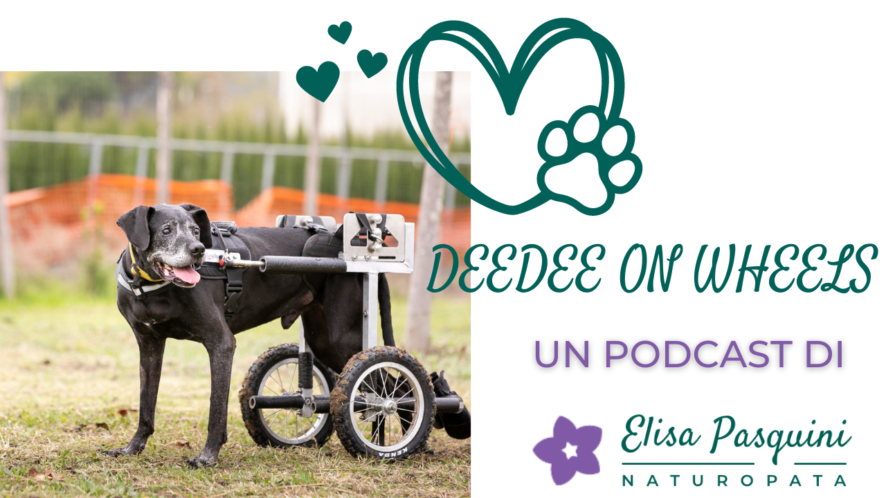 DeeDee on Wheels