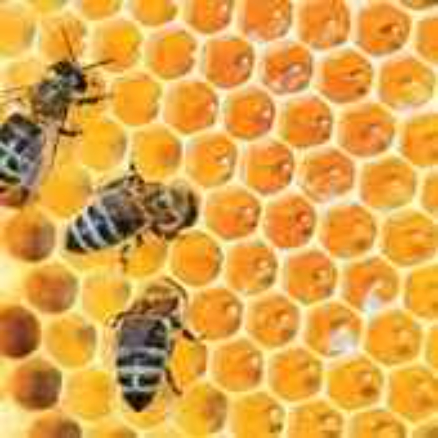 Abeille, Apiculture & Bees