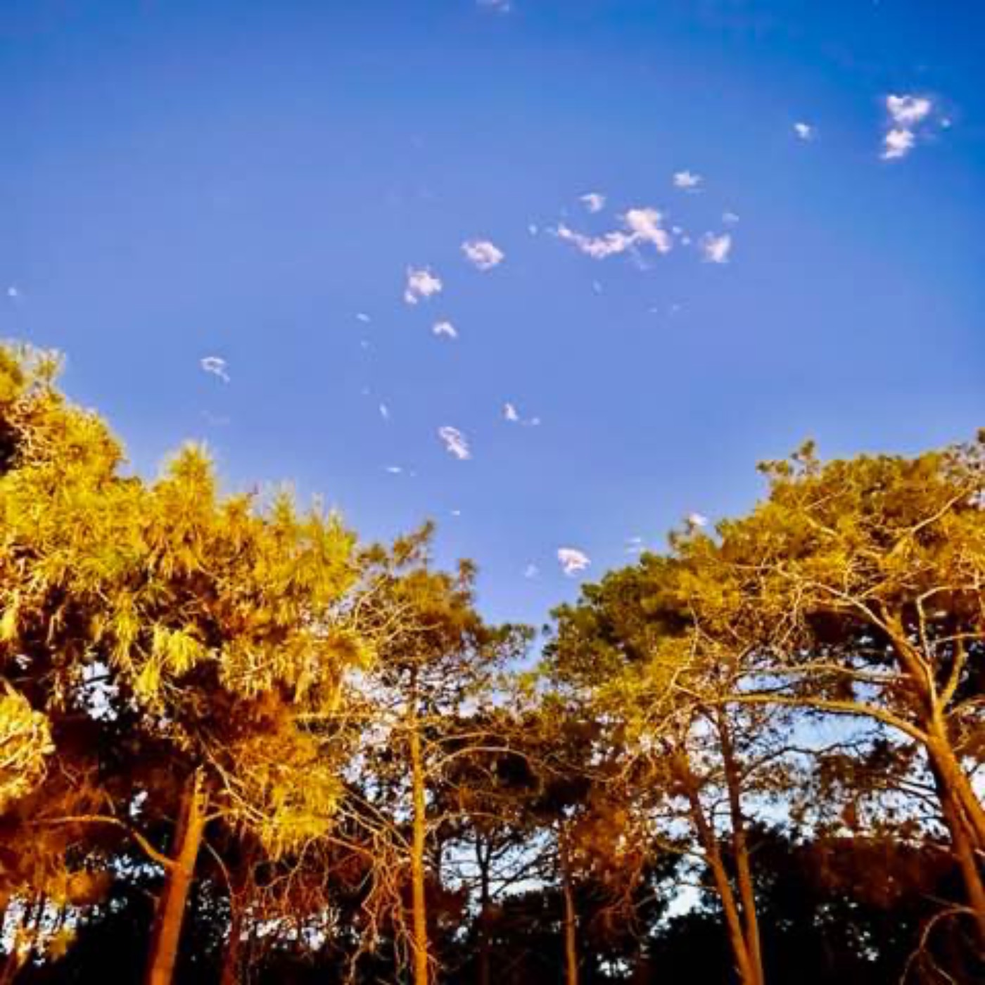 Choas Waves World Music 2023