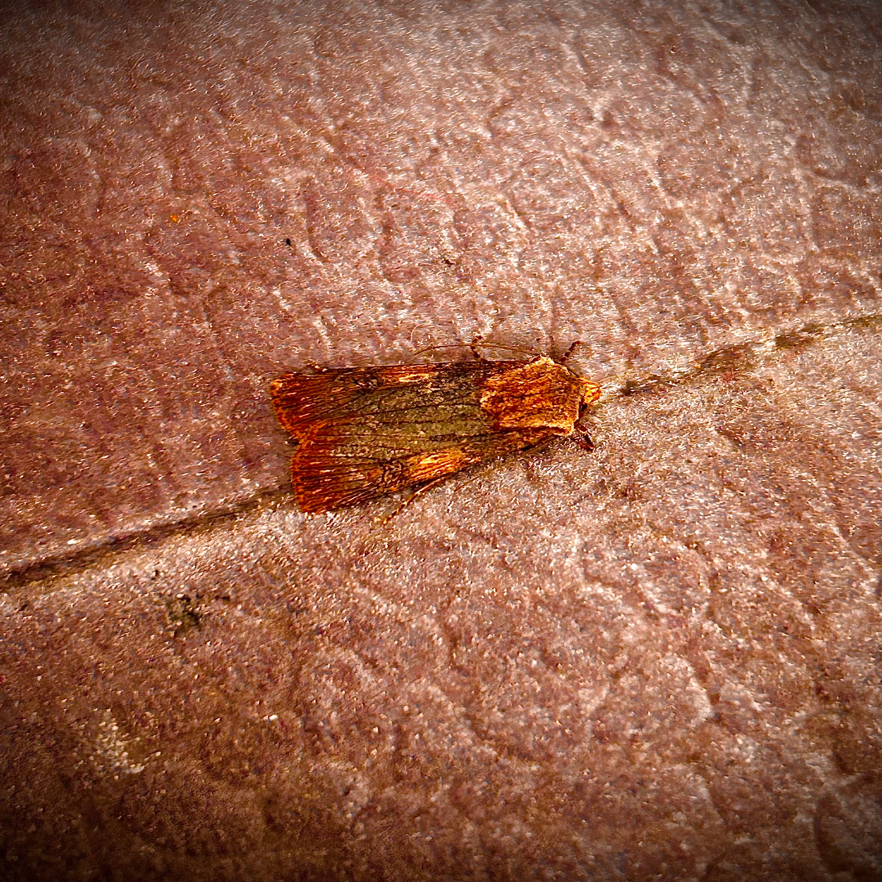 Magic Memory electro Music 2024