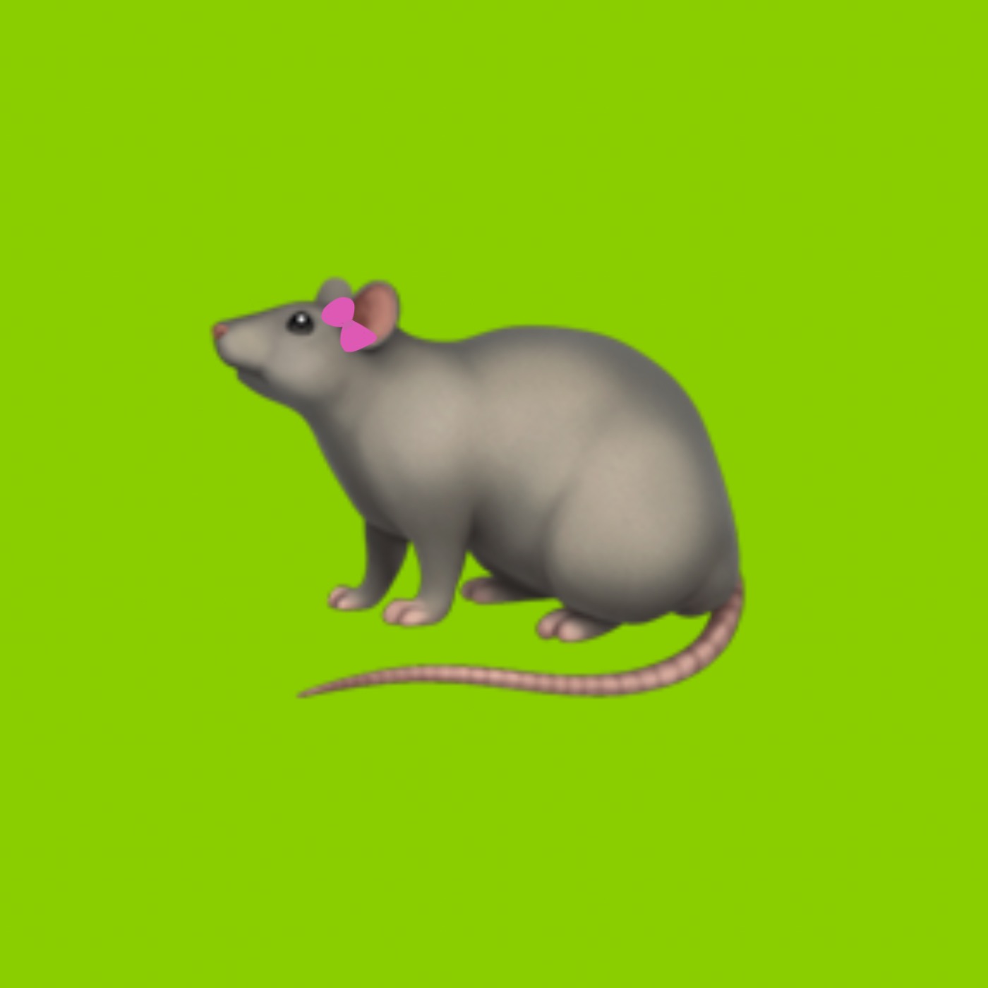 rat coquette