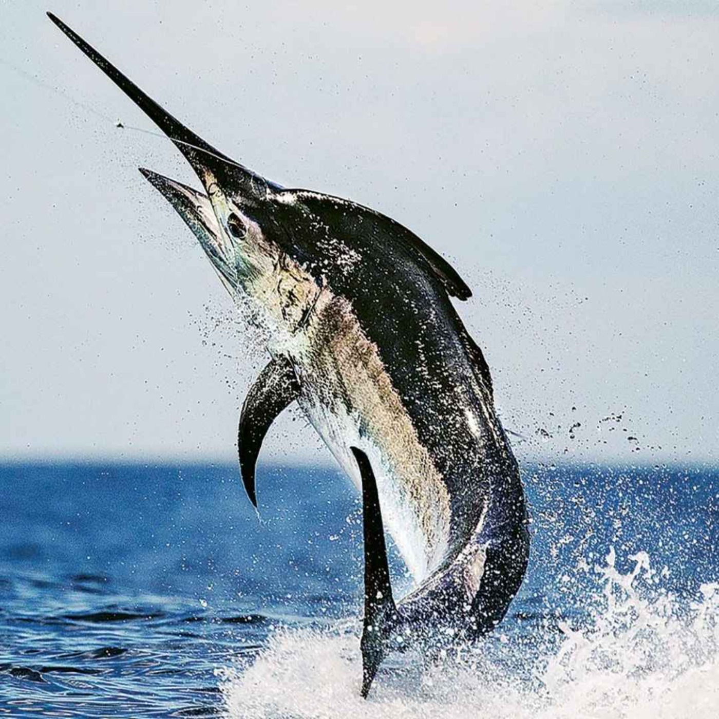 The Fishing Podcast cover art